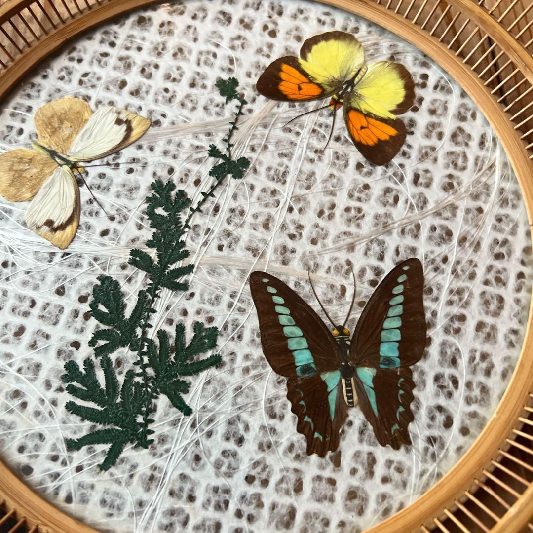 昭和レトロ 竹細工 蝶の標本風トレー 和モダン ヴィンテージ