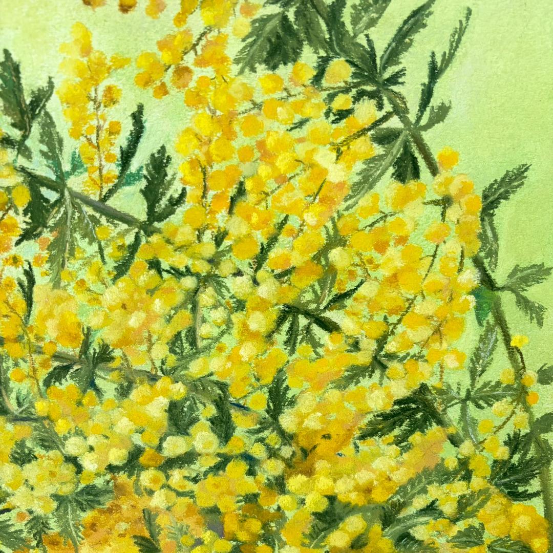 パステル画「ミモザ」（額付き）