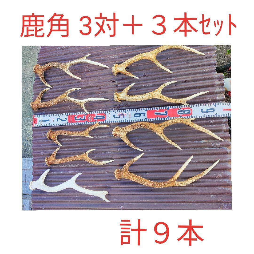 ニホンジカ鹿角３対＋３本 計９本 今季狩猟捕獲品 １本は自然落下角 くらしナビ・環境：シカの分布域拡大止まらず | 毎日新聞