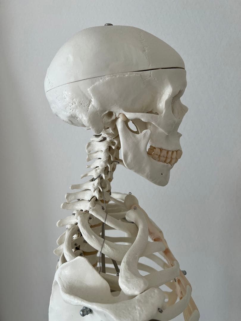 3B “スタン” 標準型骨格モデル A10