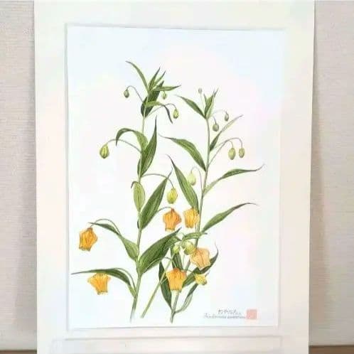 水彩画(サンダーソニア)　原画マットあり　おまとめ２点