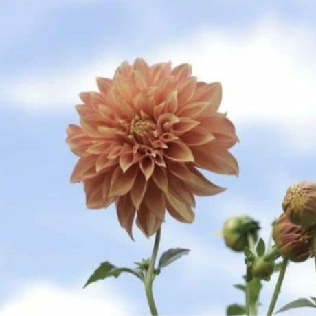 超美品　Canon EF 70-300mm f/4-5.6 IS USM ズーム