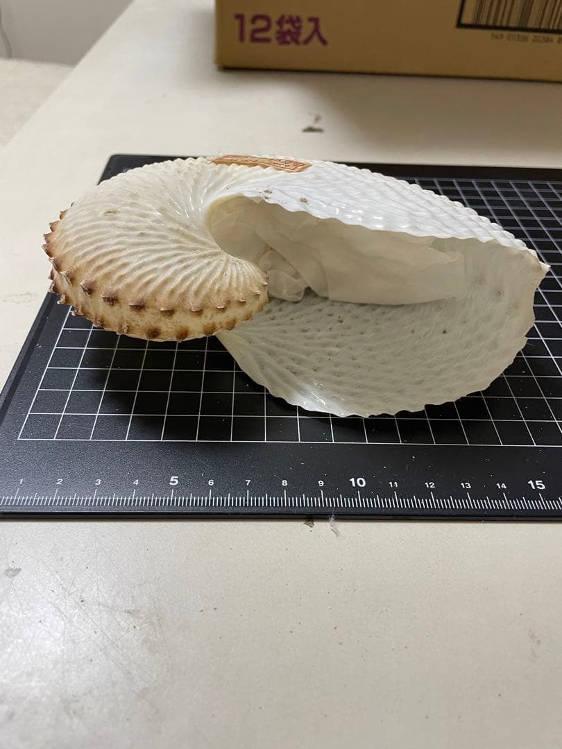 貝殻 標本 チリメンアオイガイ