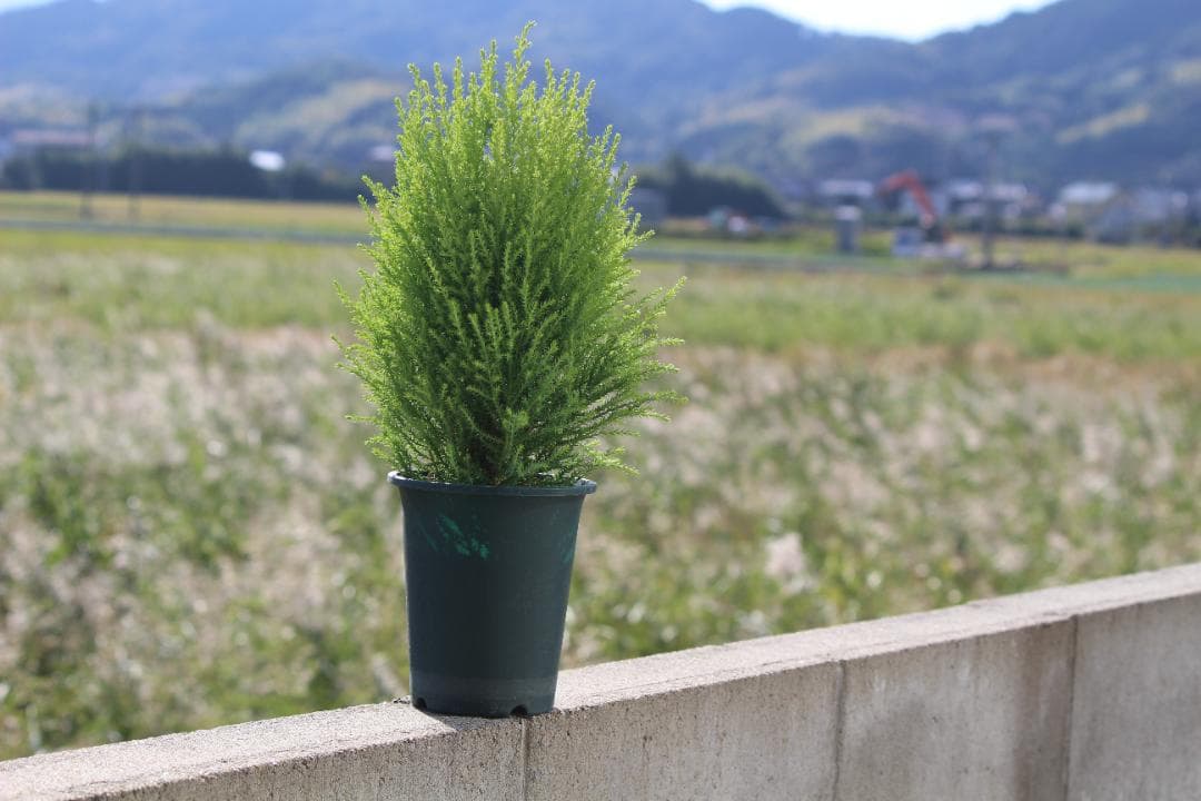 ❤️訳あり❤️Canon EF-S 55-250mm f/4-5.6 IS II