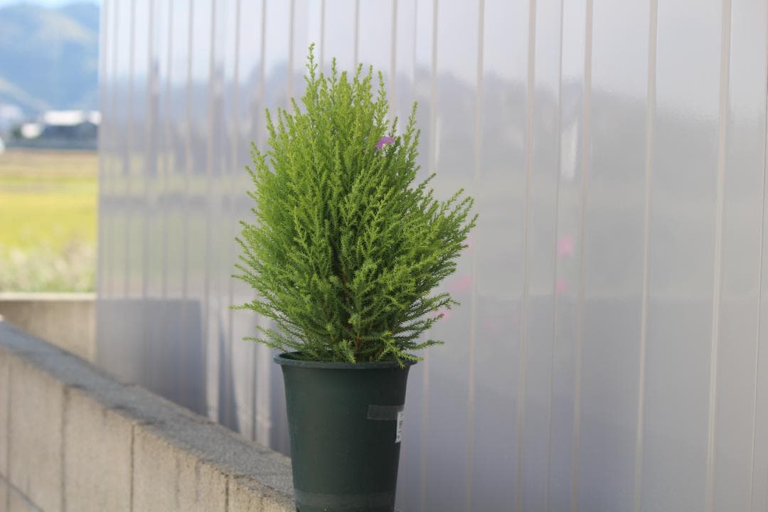 ❤️訳あり❤️Canon EF-S 55-250mm f/4-5.6 IS II