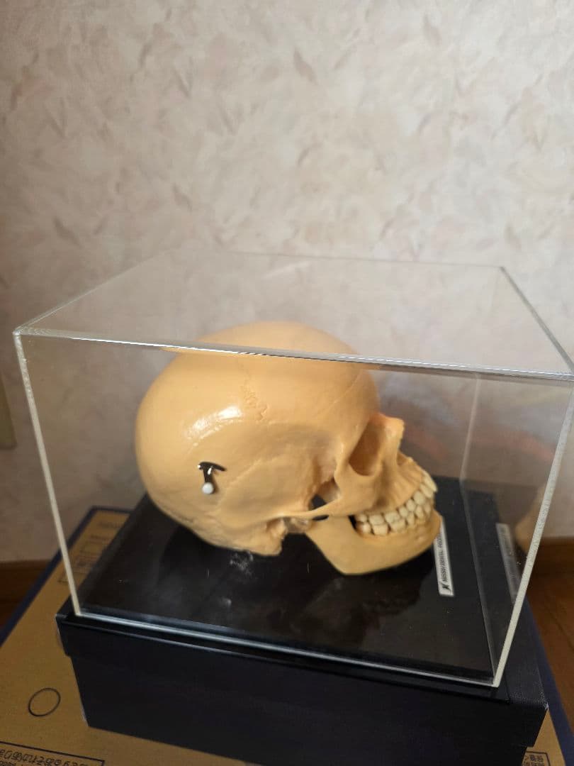 NISSIN DENTAL PRODUCTS 頭蓋骨模型 アンティーク ガイコツ - メルカリ