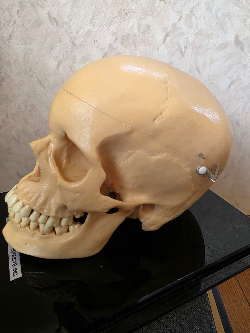 NISSIN DENTAL PRODUCTS 頭蓋骨模型 アンティーク ガイコツ - メルカリ