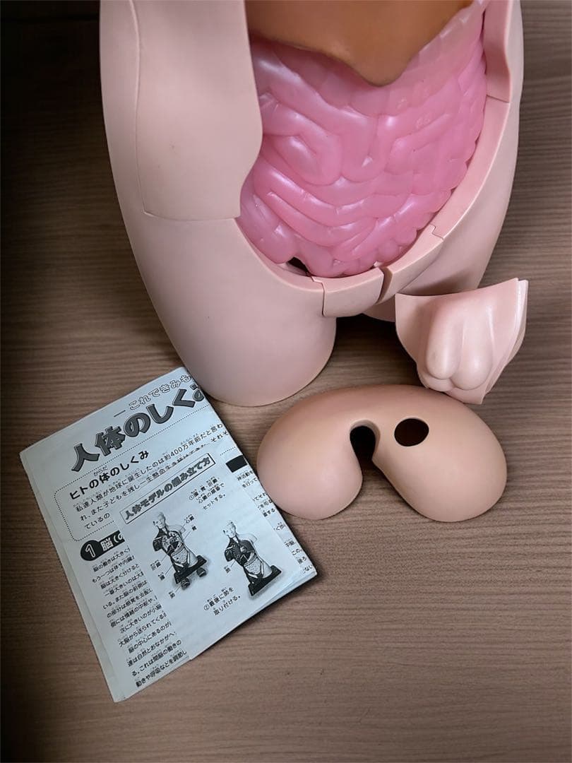 人体模型　タッちゃん