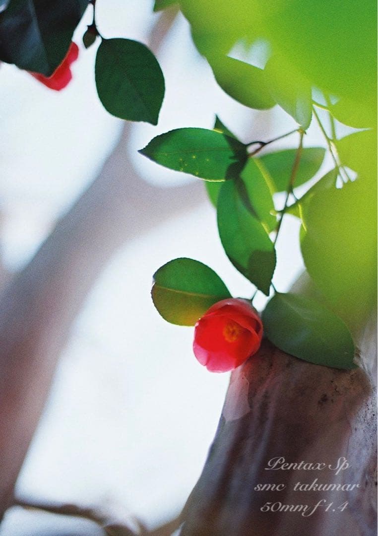 ☆完動品＊美品☆pentax sp☆smc f1.4☆初期保証＊作例必見 - メルカリ