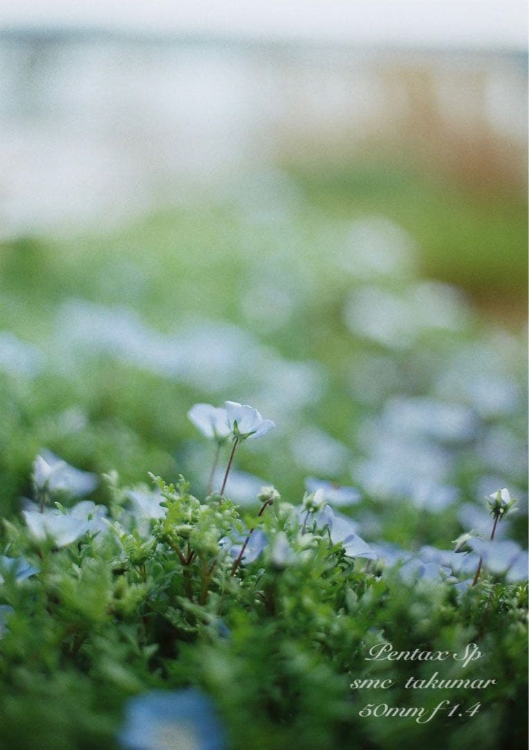 ☆完動品＊美品☆pentax sp☆smc f1.4☆初期保証＊作例必見 - メルカリ