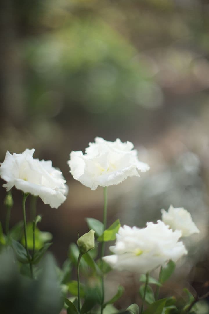 《希少》CANON FL 55mm F1.2 【光学美品】