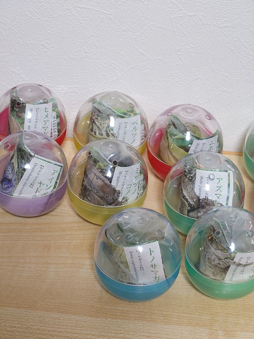 【未開封品】原色両生類カエル図鑑 [新改訂版]　全15種セット