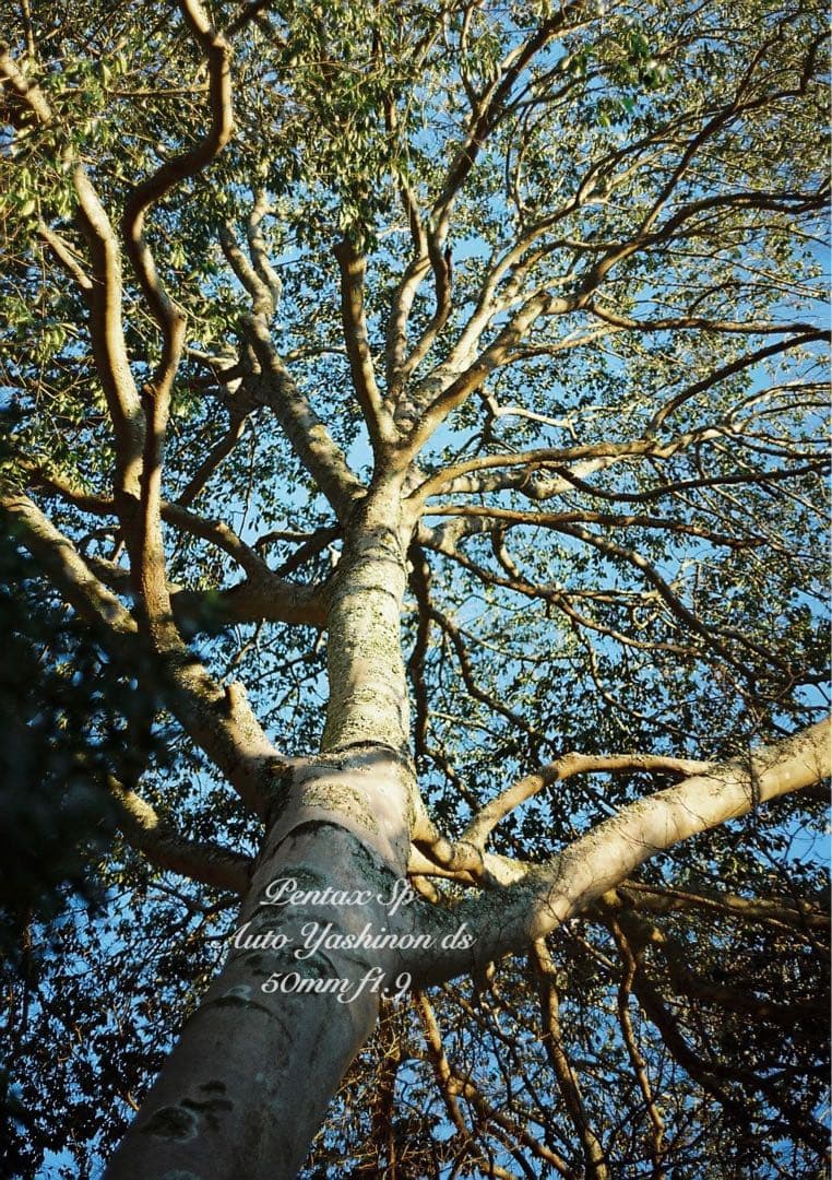 ヤシカyashinon ds f1.9+pentax sp 完動品＊美品 - メルカリ