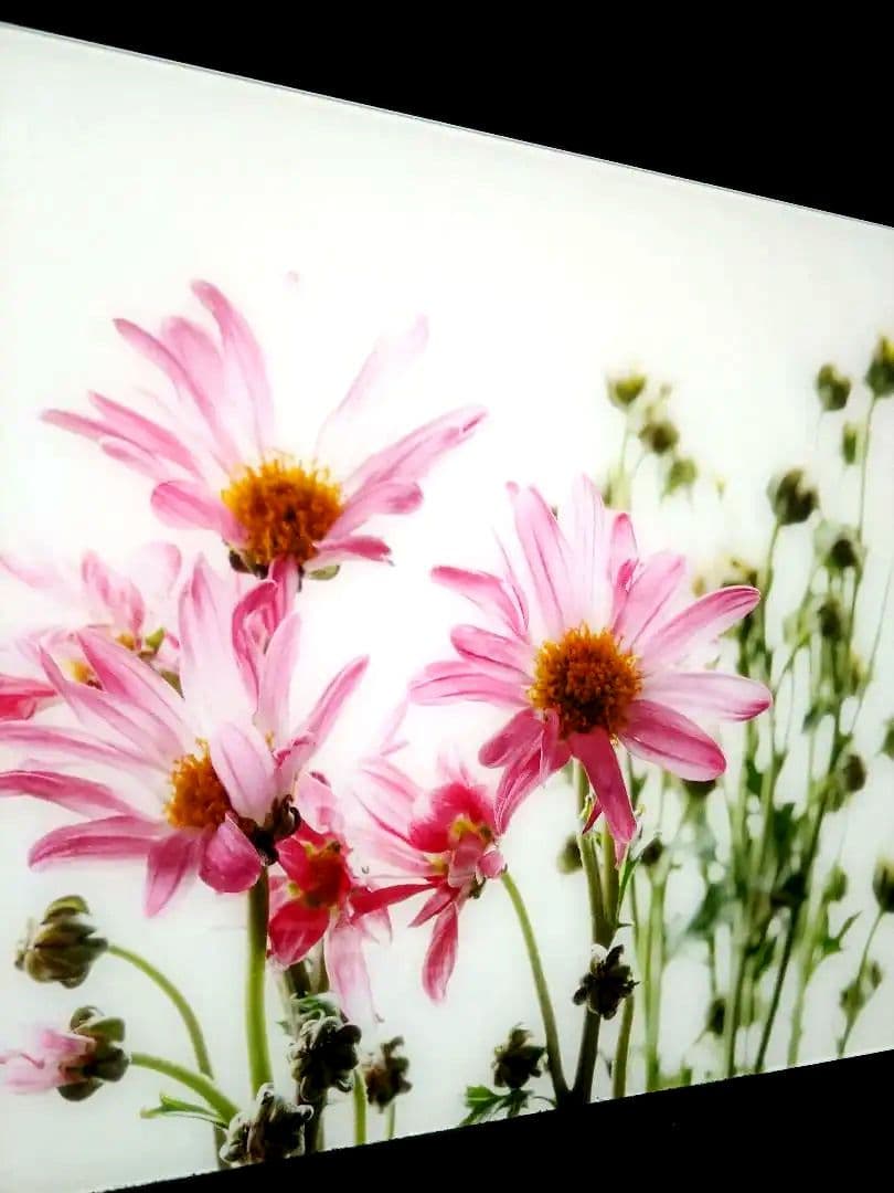 アーティストの証明写真