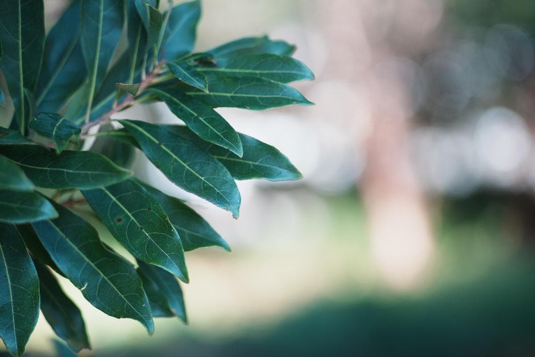 柔らかく滲む光が美しい Canon new FD 100mm F2.8 909 | 激安通販の