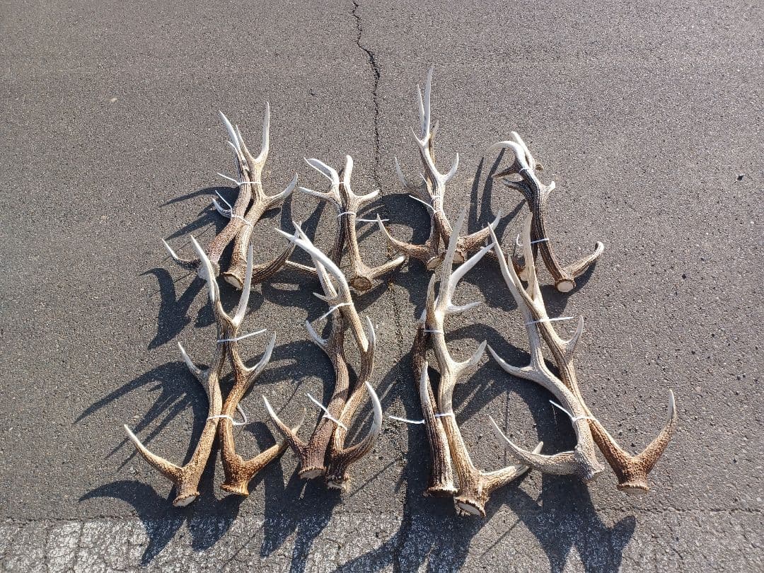 エゾシカの角　16本 エゾシカの角 16本 鹿の角(エゾシカ) 【公式通販】