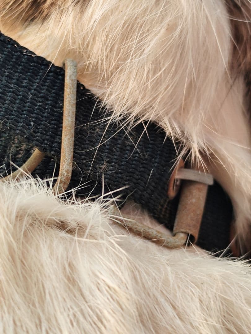 レトロ　シーズー　ぬいぐるみ　レトロぬいぐるみ