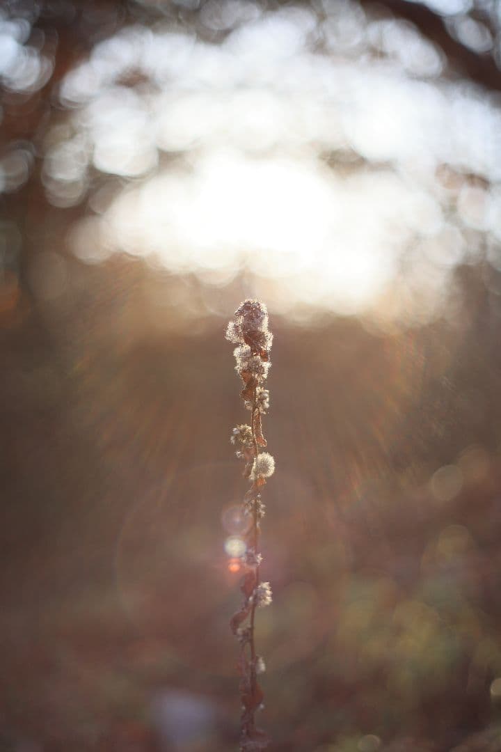 MC HELIOS-44M-6 58mm F2 《Valdai製》【美品】