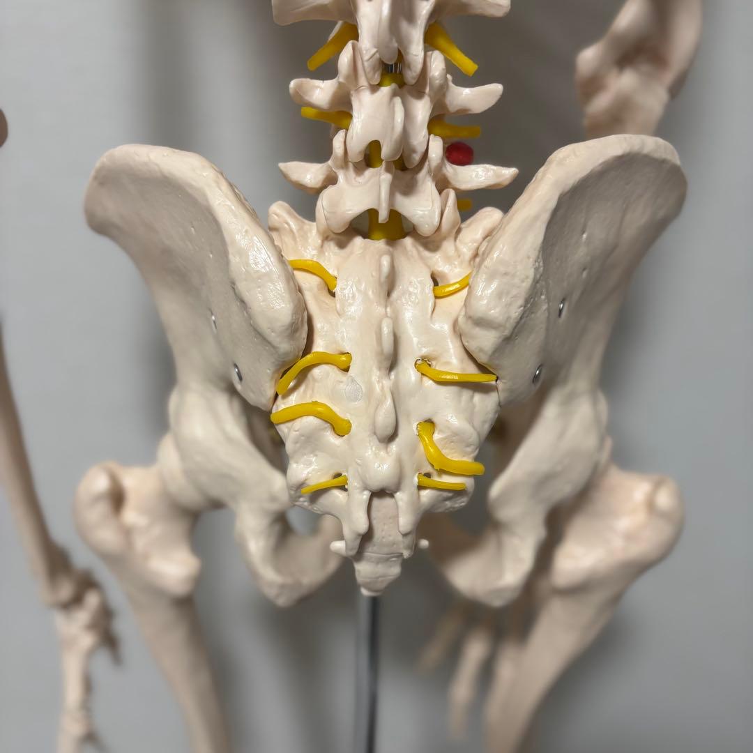 【chii_ricy】等身大 約170cm 骨模型 骨格標本 骨格模型