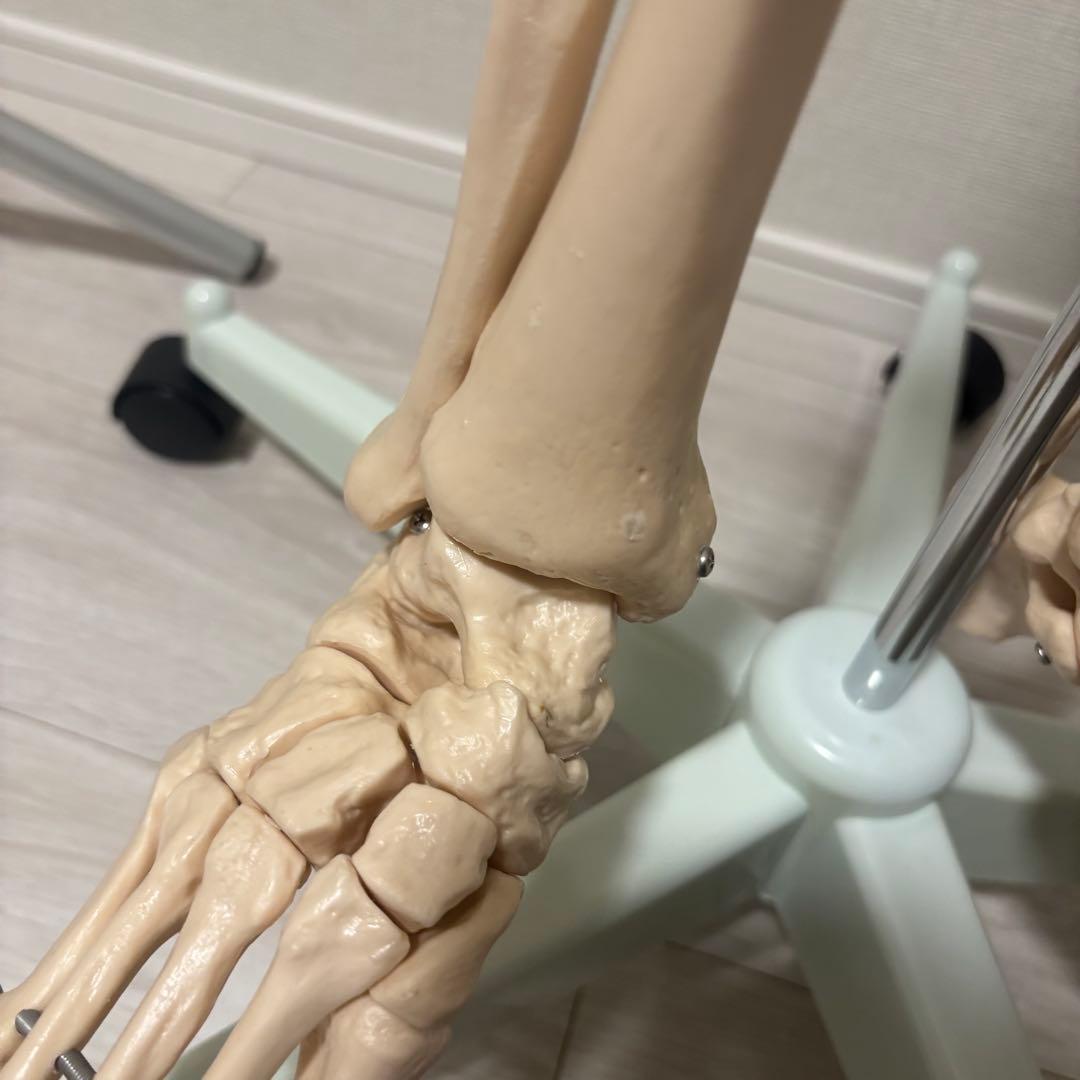 【chii_ricy】等身大 約170cm 骨模型 骨格標本 骨格模型