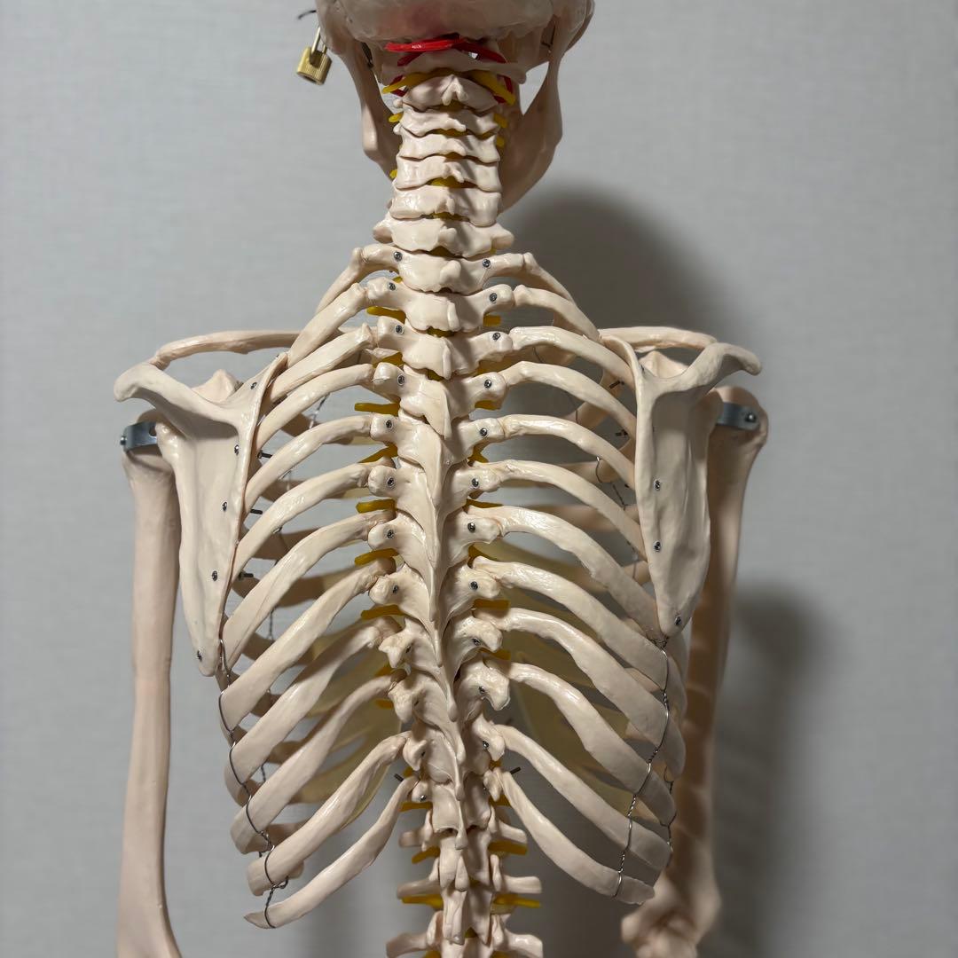 【chii_ricy】等身大 約170cm 骨模型 骨格標本 骨格模型