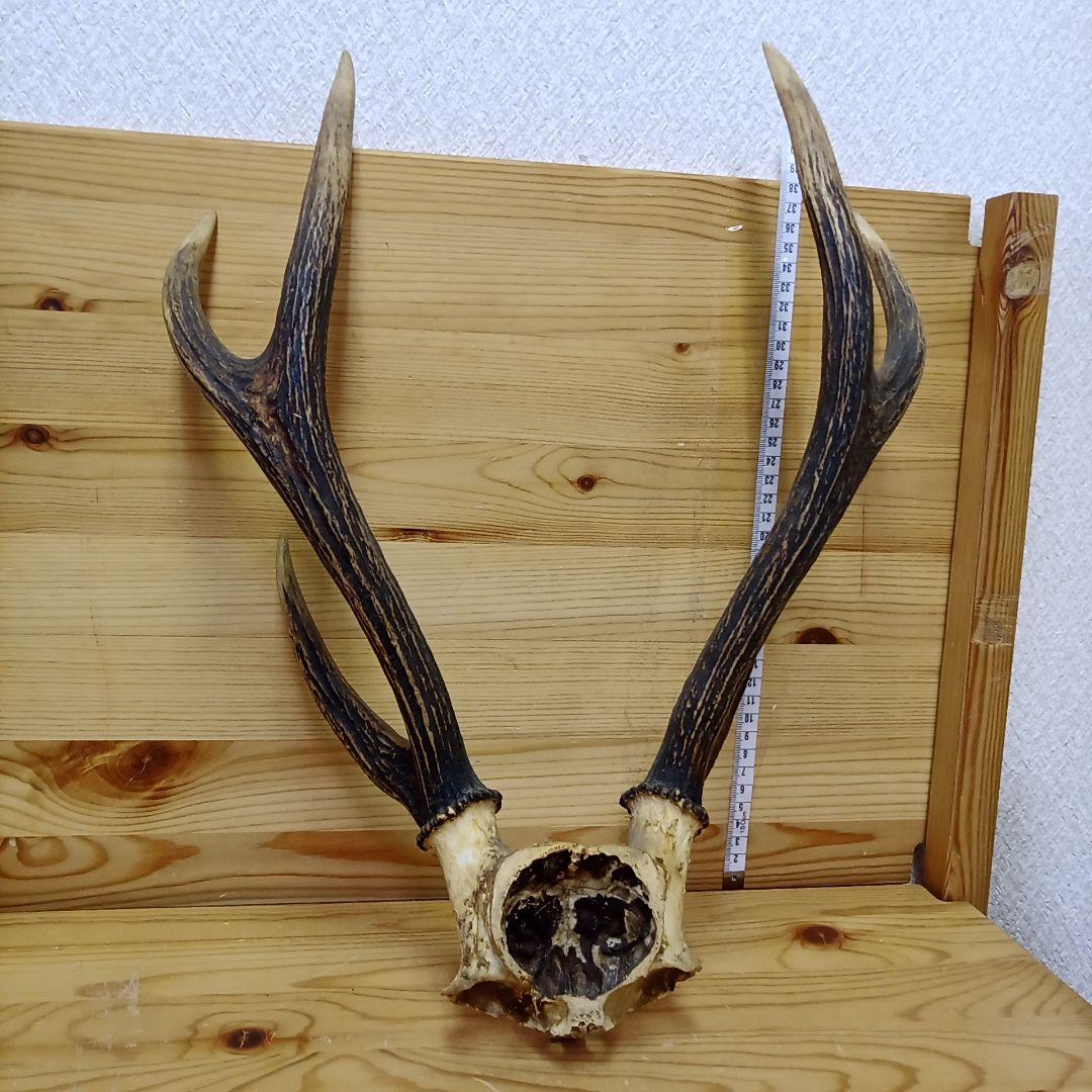 鹿の角・ハンティングトロフィー