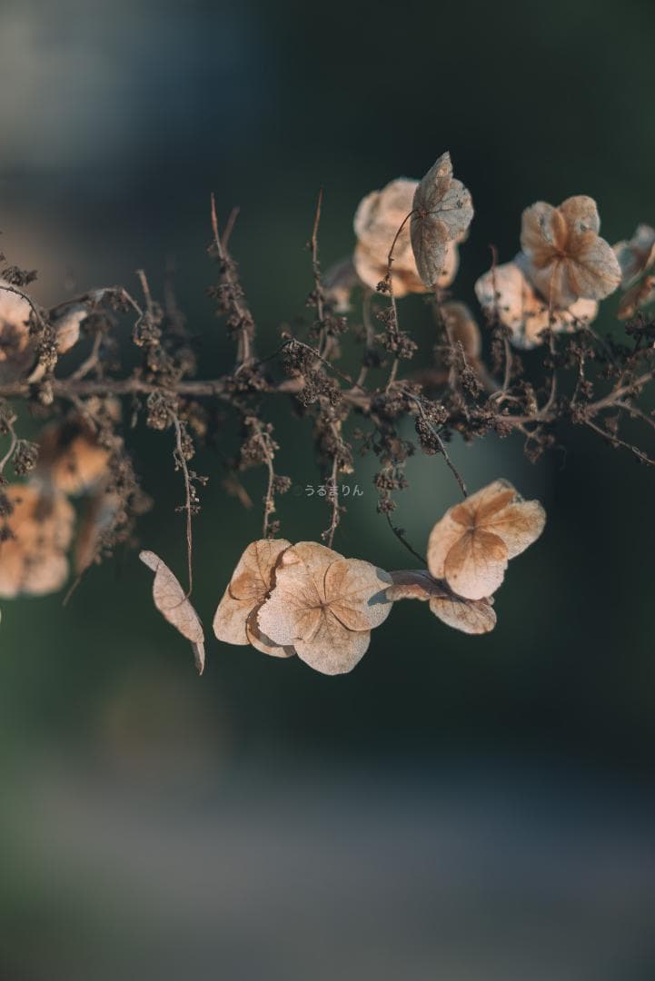 木村文乃使用モデル！Leica Elmarit 90mm F2.8オールドレンズ - メルカリ