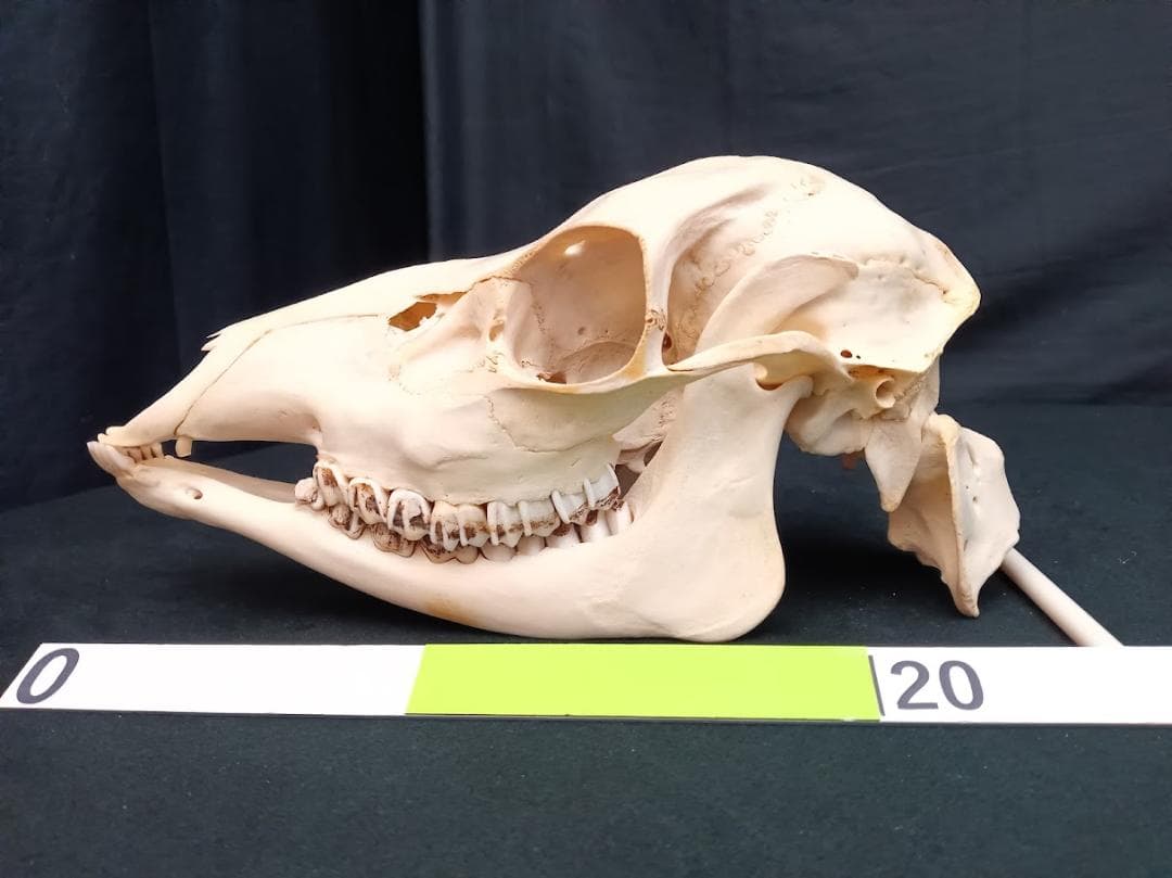 ニホンジカ メス39Kg 頭骨標本（舌骨・第一頸椎付き） 番号