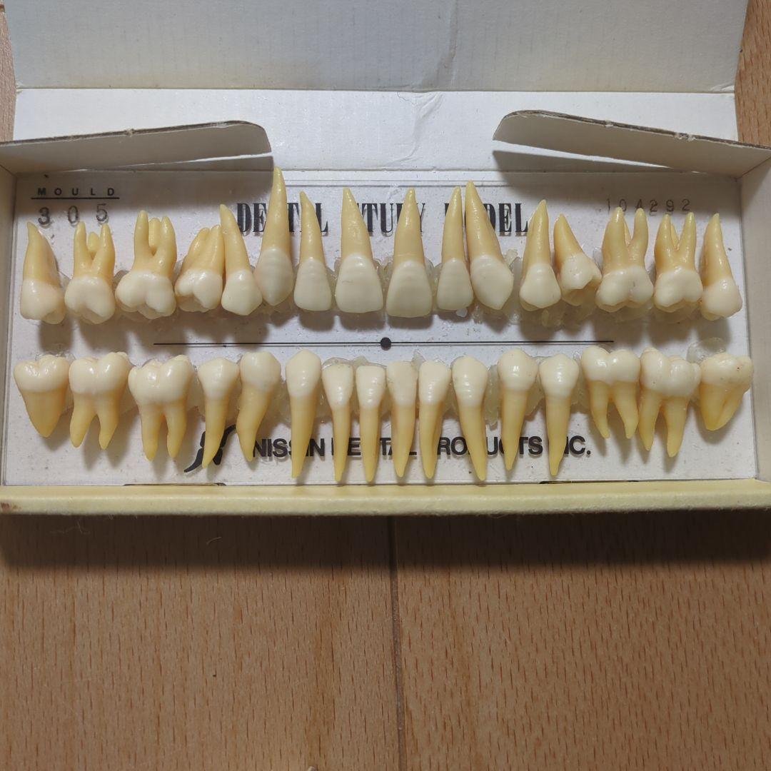 NISSIN 歯科模型 2セットデンタルモデル 乳歯 永久歯 歯牙 - メルカリ