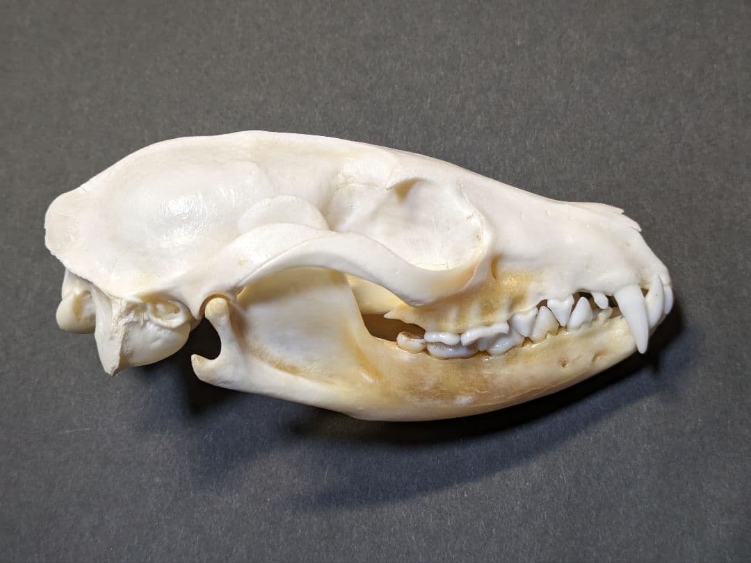 頭骨標本　珍獣パームシベット