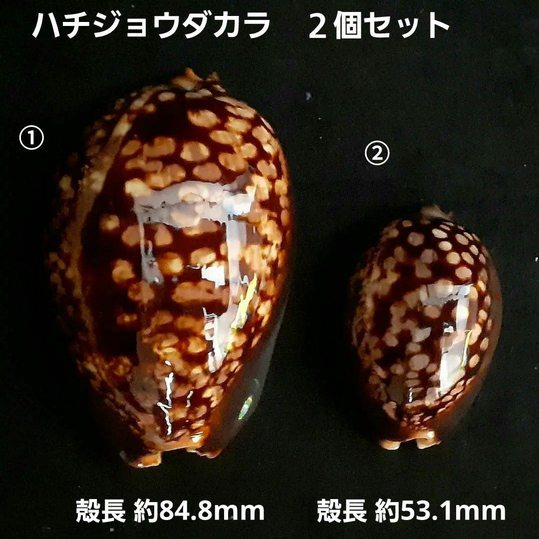 タカラガイ ハチジョウダカラ 大型と矮小型（dwarf）の2個セット 貝