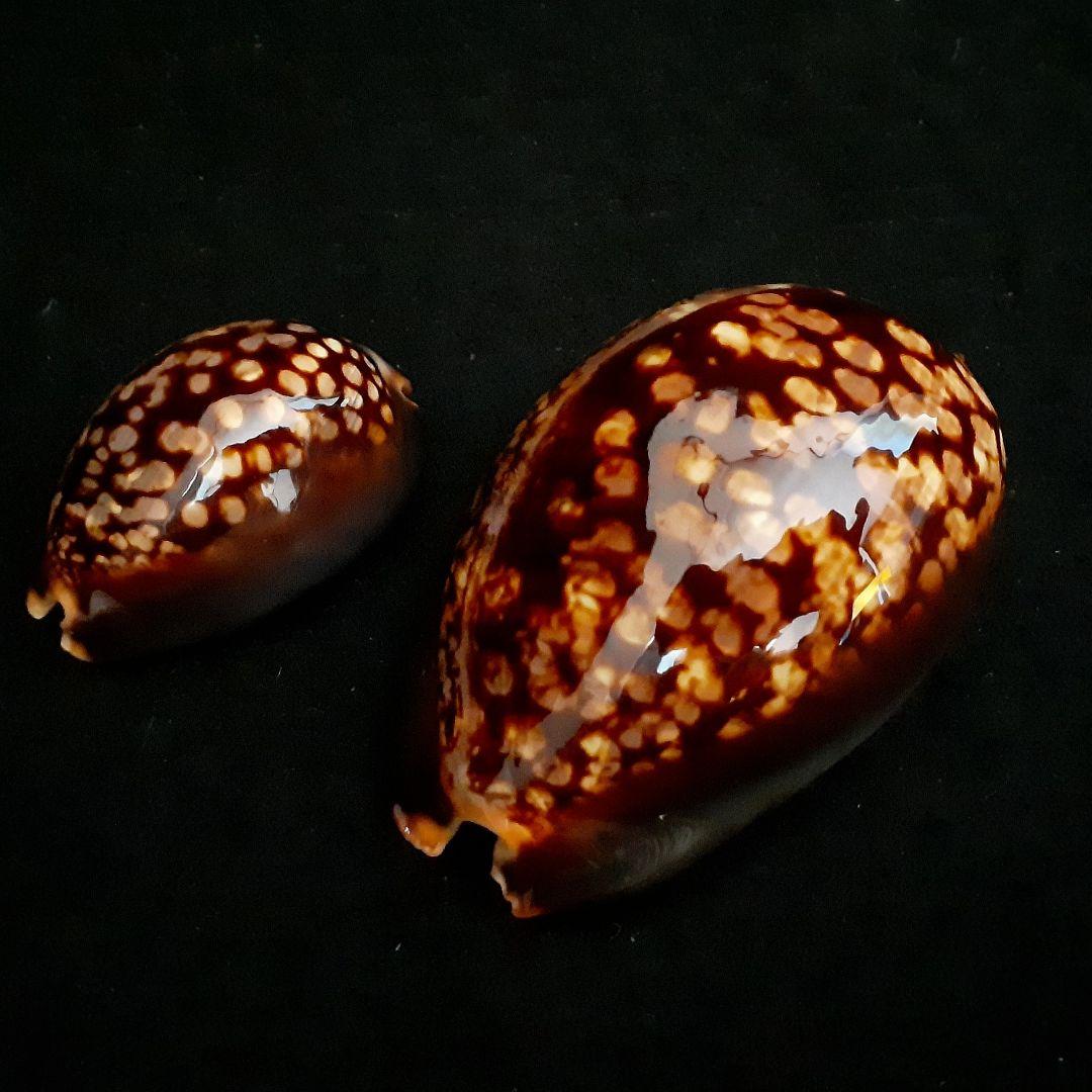 タカラガイ ハチジョウダカラ 大型と矮小型（dwarf）の2個セット 貝