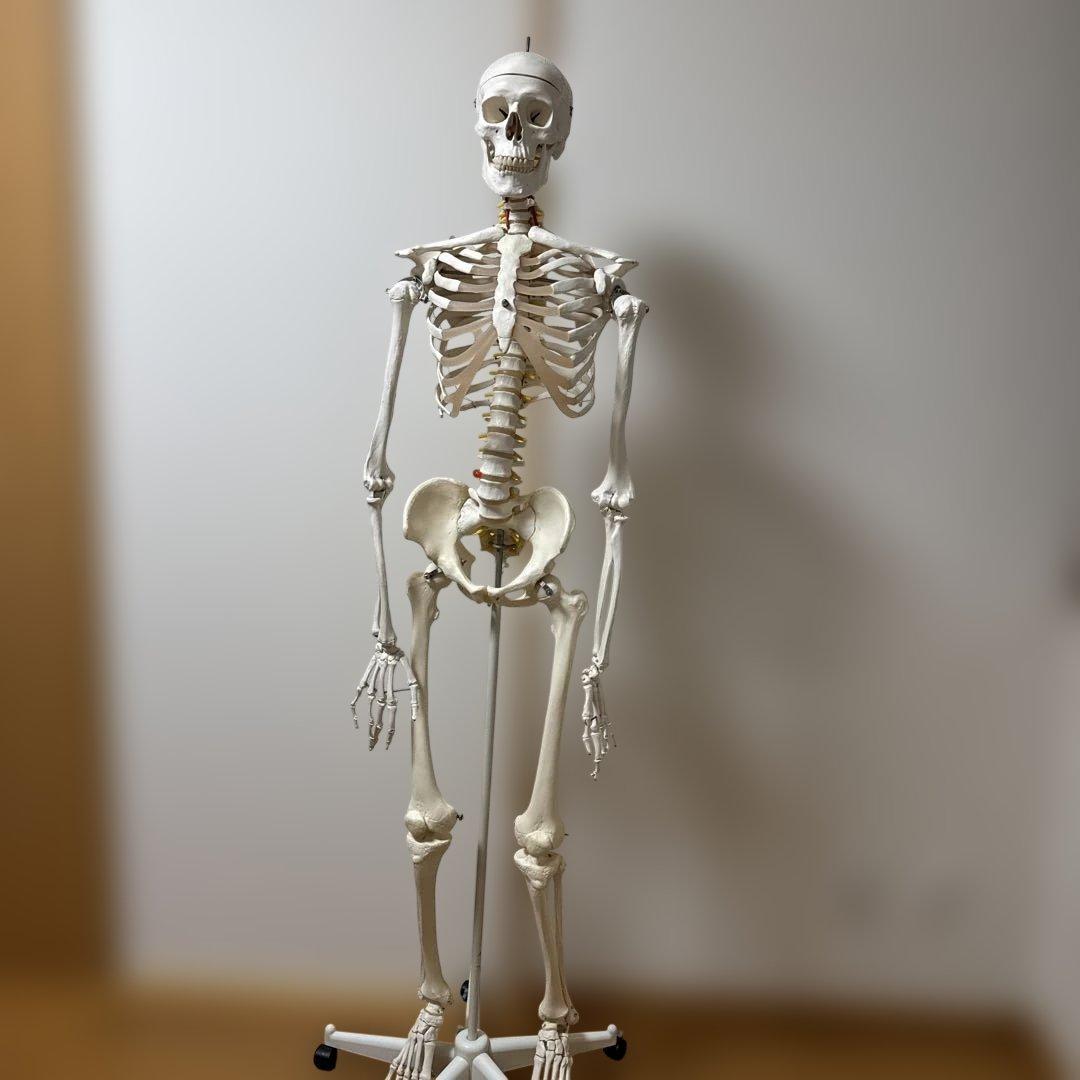 美品】3B Scientific等身大骨格模型／脊柱可動モデル／直立スタンド付