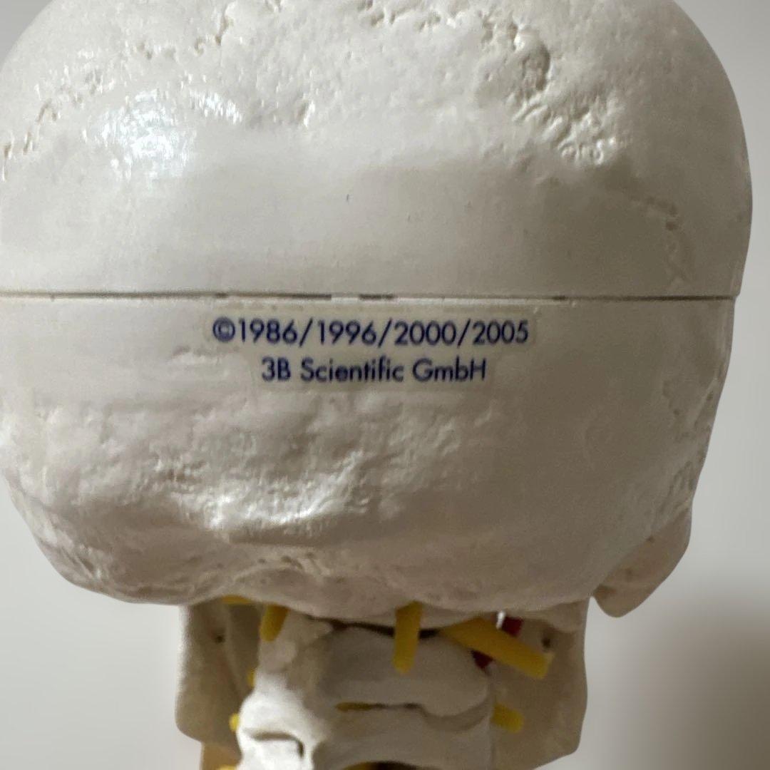 美品】3B Scientific等身大骨格模型／脊柱可動モデル／直立スタンド付