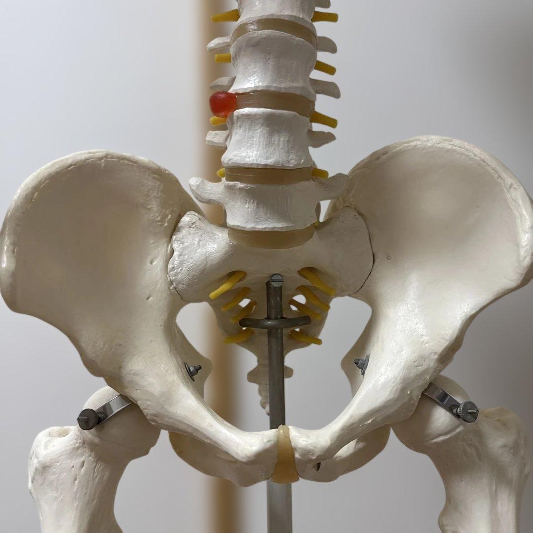 美品】3B Scientific等身大骨格模型／脊柱可動モデル／直立スタンド付