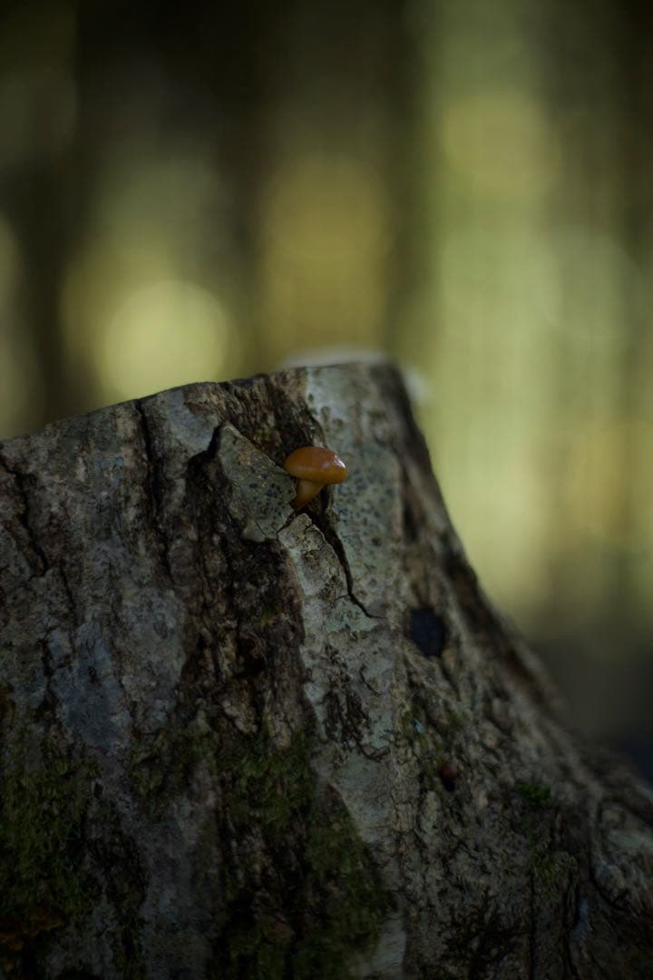 Canon用EF シグマ150-600mmF5-6.3 contemporary