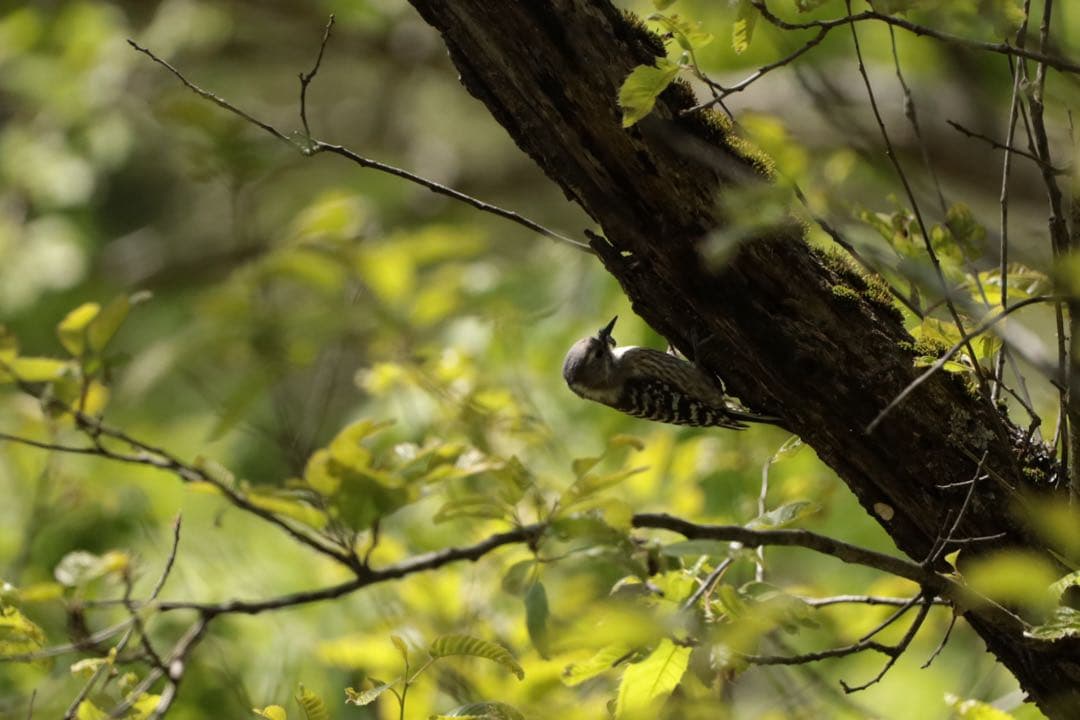 Canon用EF シグマ150-600mmF5-6.3 contemporary