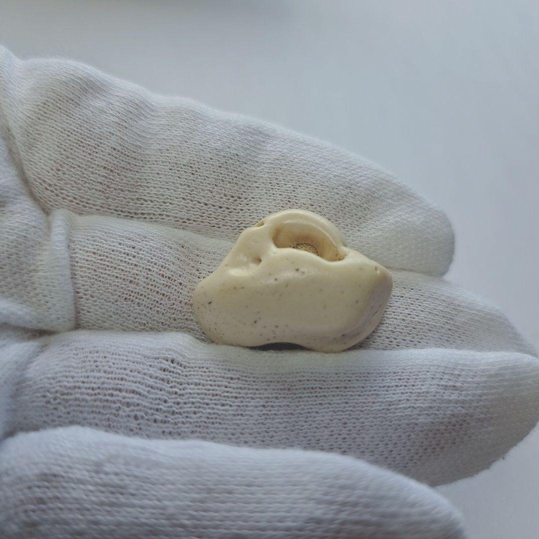 イルカの耳骨【大きさ2.6㎝】 - メルカリ