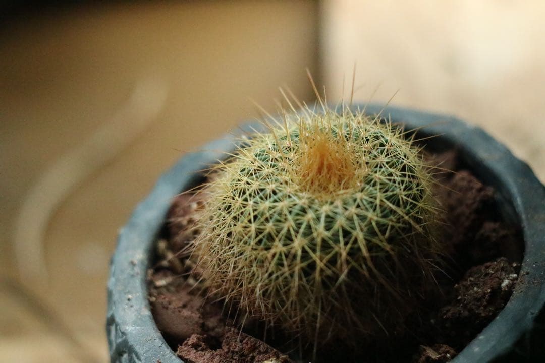 完動良品・希少ロシア製】ZENIT MC ZENITAR-K2 50mm f2 - メルカリ