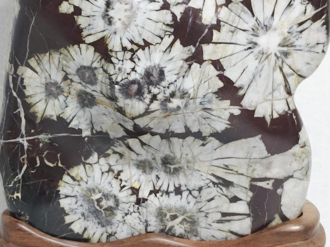 白菊 2.8kg 菊花石 菊紋石 花紋石 紋石 鑑賞石 自然石 水石 原石