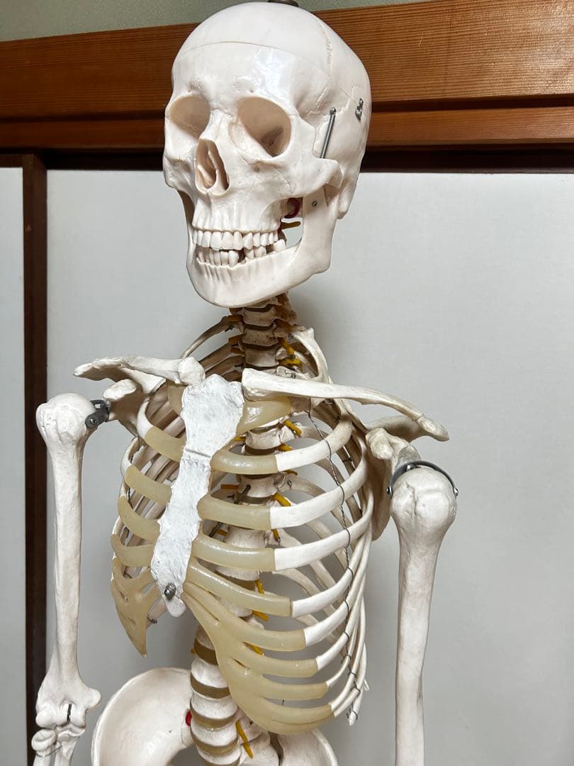 人骨模型　骨格模型　170cm 脊柱模型　70cm