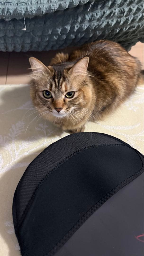 NOVEMBER DESIRE 154 follow別注色