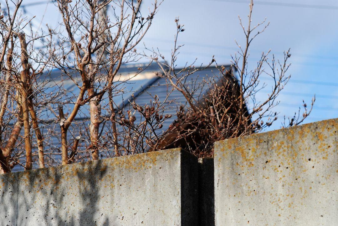 NIKKOR-H・C Auto 85mm F1.8 Ai改 中古現状品 - メルカリ