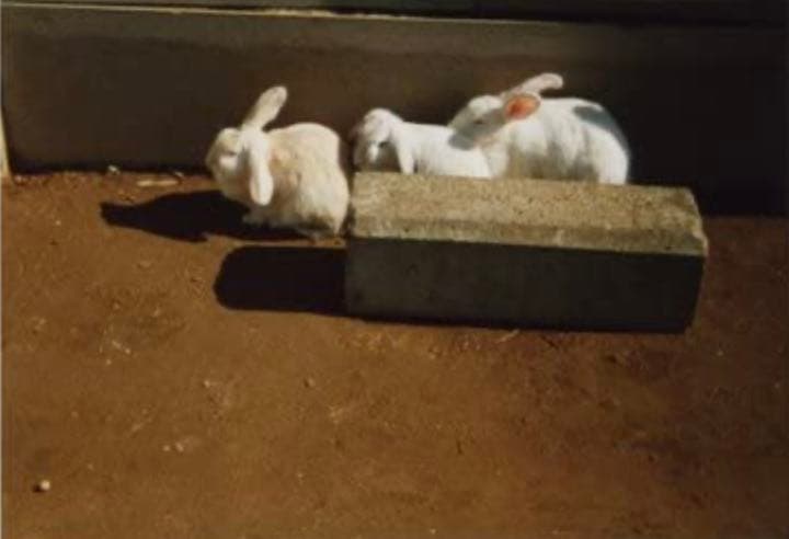 レア 新品 BOOK CAMERA ブックカメラ トイカメラ 本型 インテリア