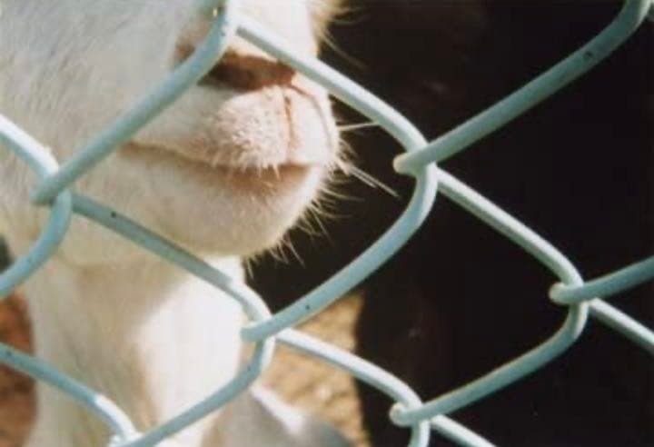 レア 新品 BOOK CAMERA ブックカメラ トイカメラ 本型 インテリア