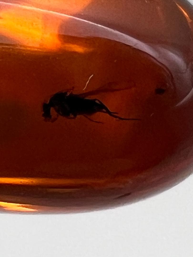 【海】超レア　蜘蛛と小蝿　虫入り 琥珀 化石 本物 バルト海産　30mm  美品