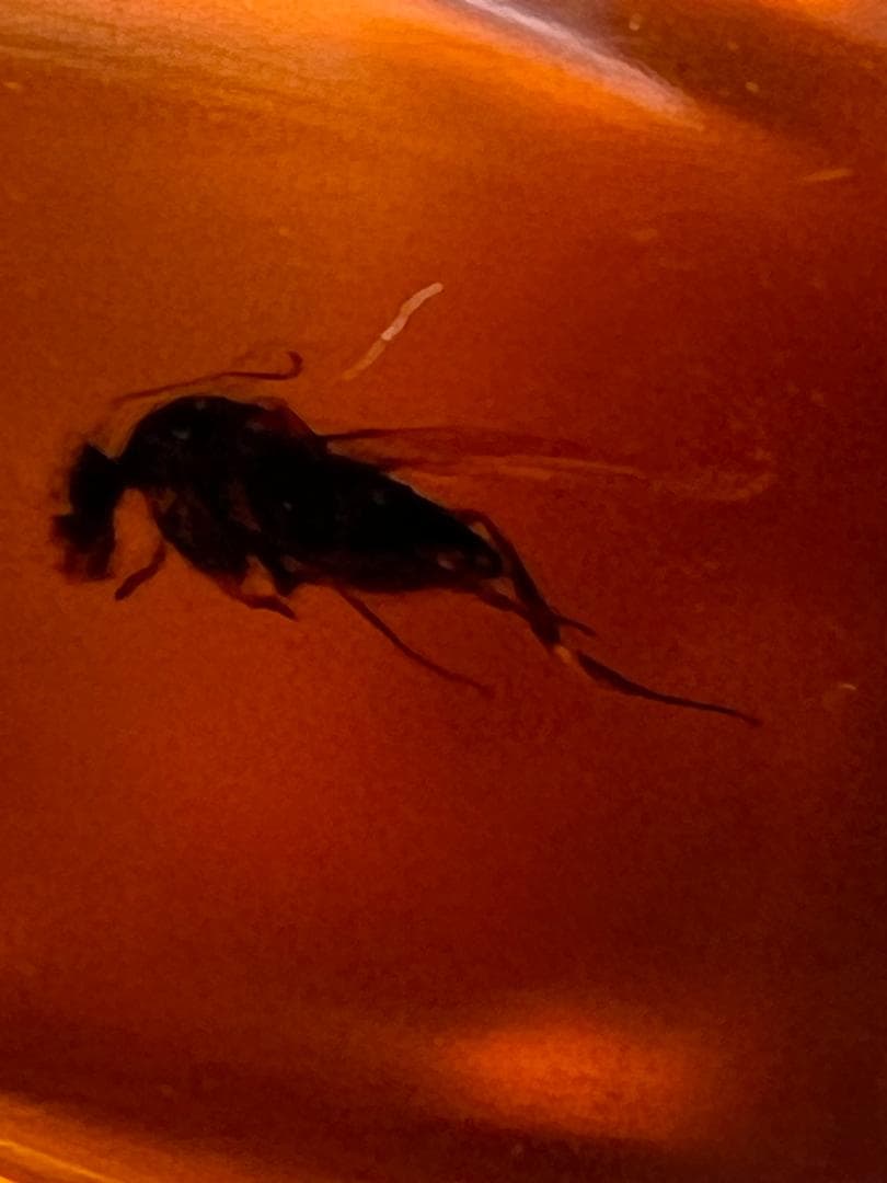 【海】超レア　蜘蛛と小蝿　虫入り 琥珀 化石 本物 バルト海産　30mm  美品