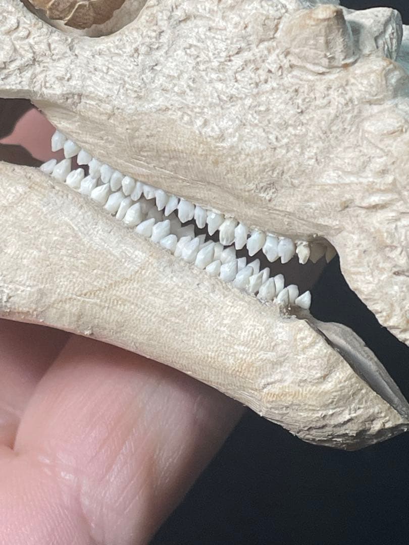 木彫　恐竜　ドラコレックス　頭骨模型