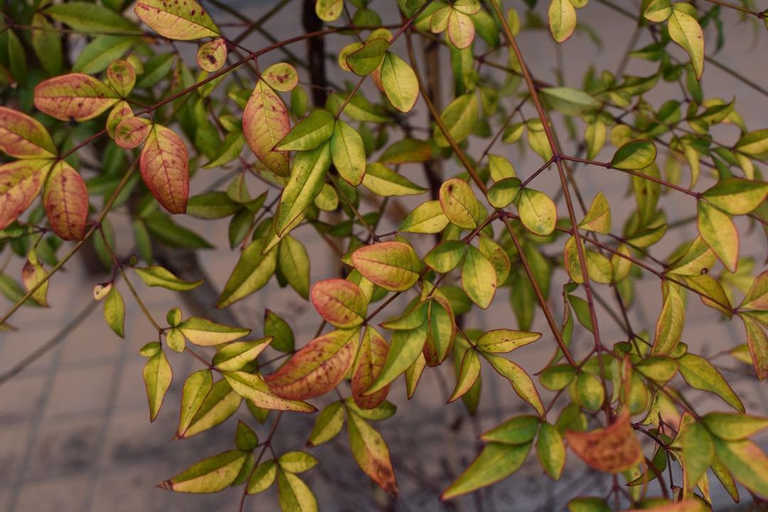 むぎ様専用！！！✨️美品✨️Nikon D3500のすぐ使えるセット 【バッグ