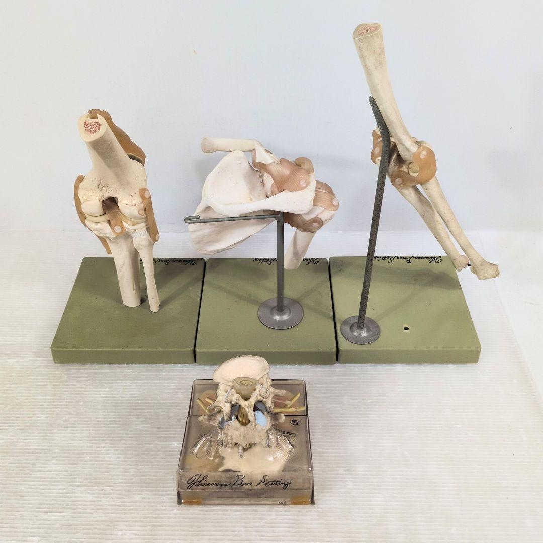 SOMSO 肩関節 膝関節 肘関節 椎間板 模型 ソムソ ドイツ製 人体模型